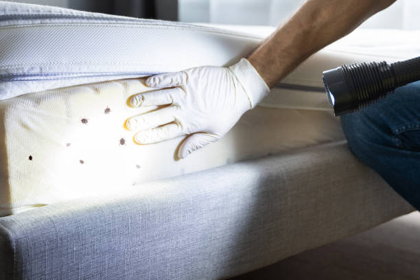 Best Pest Removal Services  in East Marion, NY